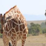 Kenya (304)